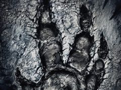 Evolve