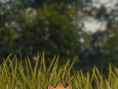 Cuisine Royale