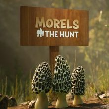 Morels The Hunt