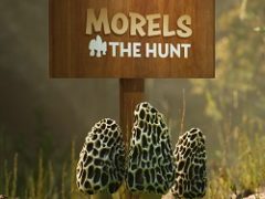 Morels The Hunt
